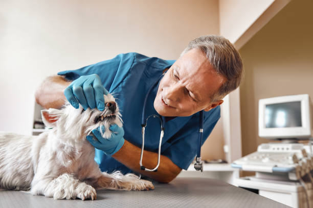 Best Emergency Broken Tooth Repair in Romancoke, MD